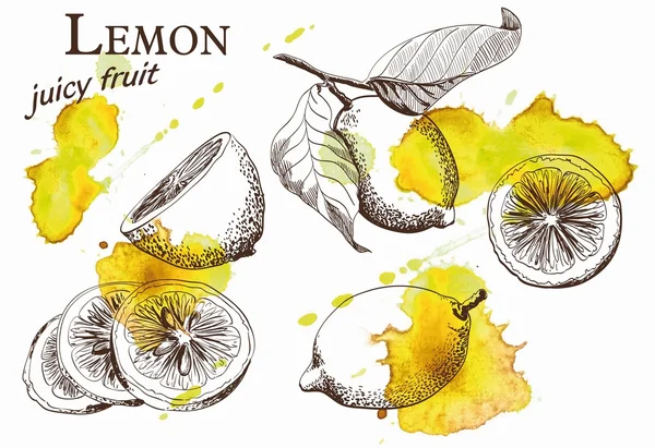 Güzel sarı limon — Stok Vektör