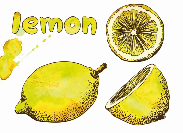Hermoso limón amarillo — Vector de stock