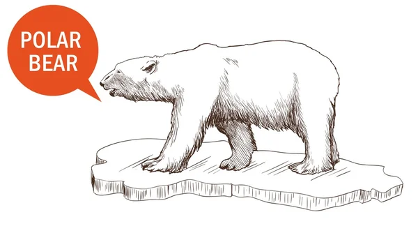 Oso polar — Vector de stock