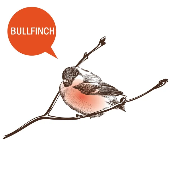 Bullfinch — Stockový vektor