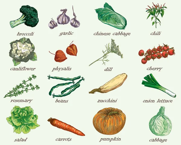 Vegetables vector hand drawn — Stock Vector