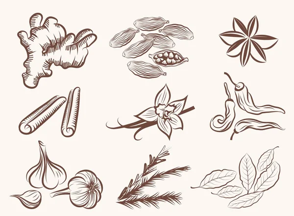 Especias naturales — Vector de stock