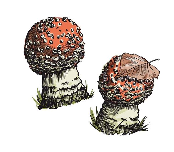 Amanita — Stockový vektor