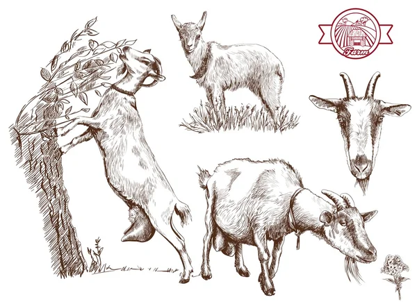 Разведение коз — стоковый вектор