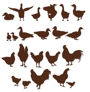 çiftlik hayvanları