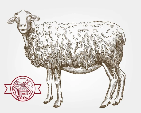 Hodowla owiec — Wektor stockowy