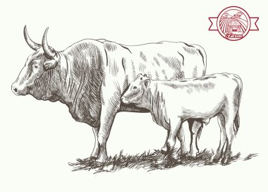 Yetişkin boğa ve kaya balığı