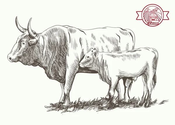 Toro adulto y gobio — Vector de stock