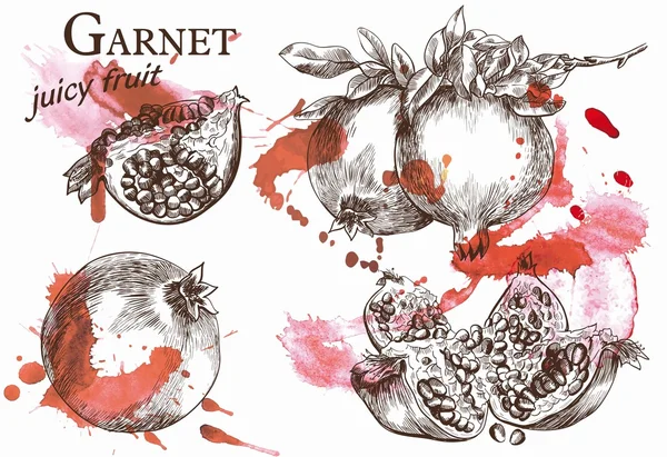Гранатовые фрукты — стоковый вектор