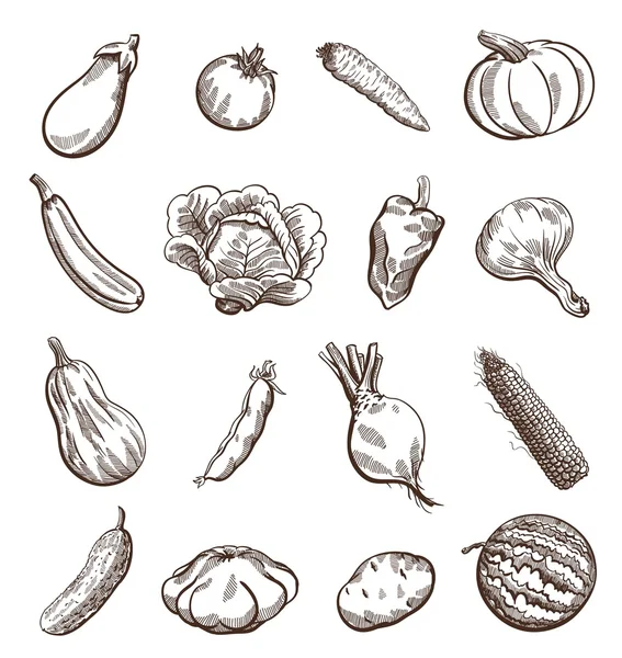 Овощи набор — стоковый вектор