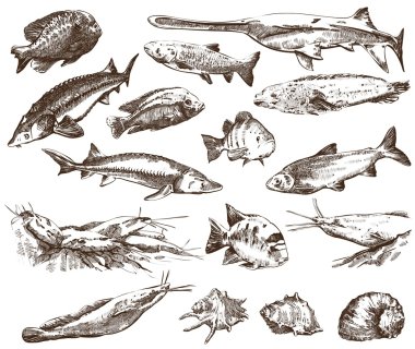 Balık koleksiyonu