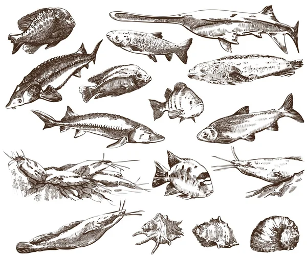 Collecte de poissons — Image vectorielle