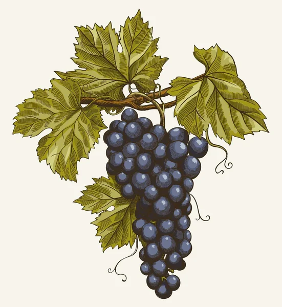 Гроздь винограда — стоковый вектор