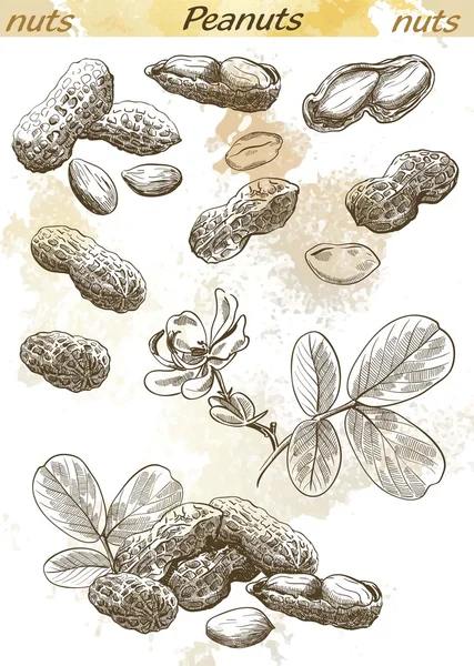 Cacahuètes — Image vectorielle