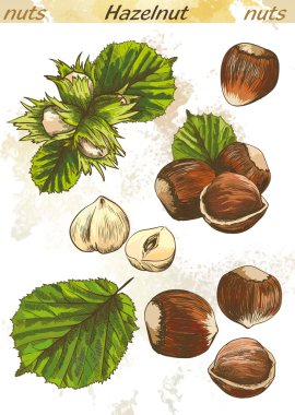 fındık rengi