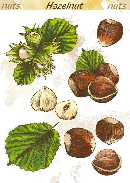 Ореховый цвет — стоковый вектор