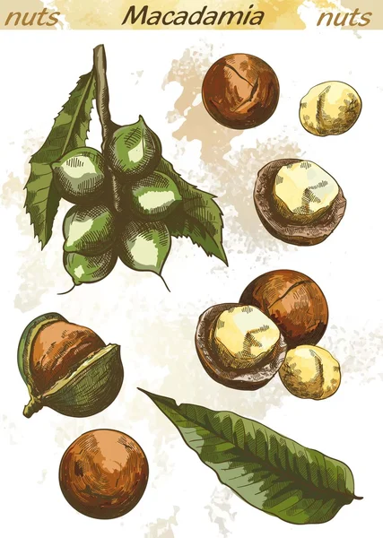 Колір горіха макадамії — стоковий вектор