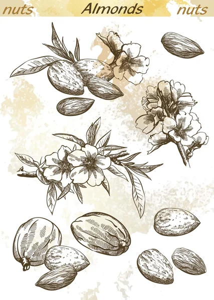 Amandes — Image vectorielle