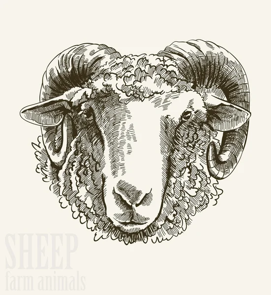 Sheep head — Stock Vector