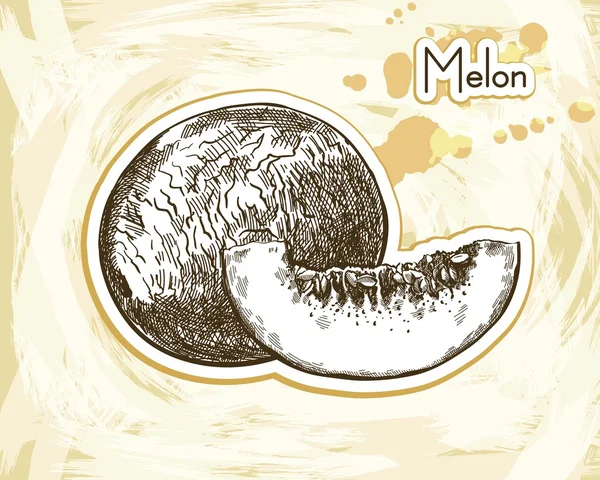 Szkic melon — Wektor stockowy