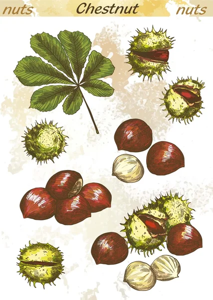 Chestnut колір — стоковий вектор