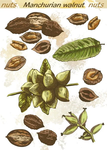 Manchurian walnut — Stock Vector
