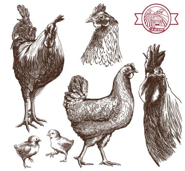 poultry breeding clipart