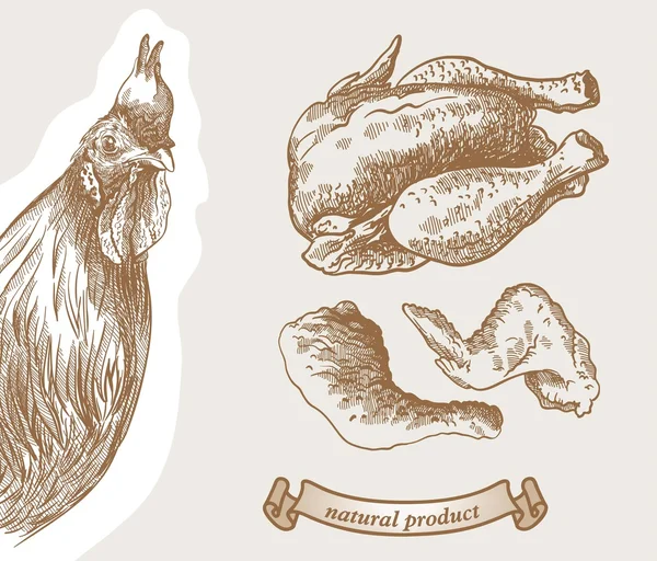 Criação de aves —  Vetores de Stock