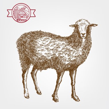 damızlık koyun