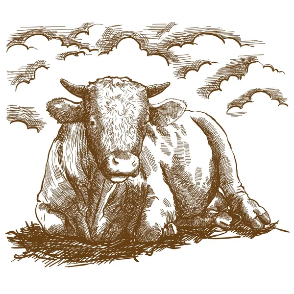 Εκτροφή βοοειδών — Διανυσματικό Αρχείο