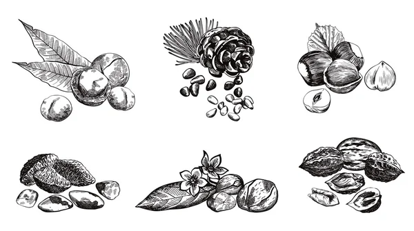 Noix De Cola Images Vectorielles Noix De Cola Vecteurs Libres De Droits Depositphotos Noix De Cola Images Vectorielles Noix De Cola Vecteurs Libres De Droits Depositphotos