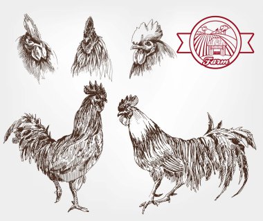 kümes hayvanları yetiştiriciliği