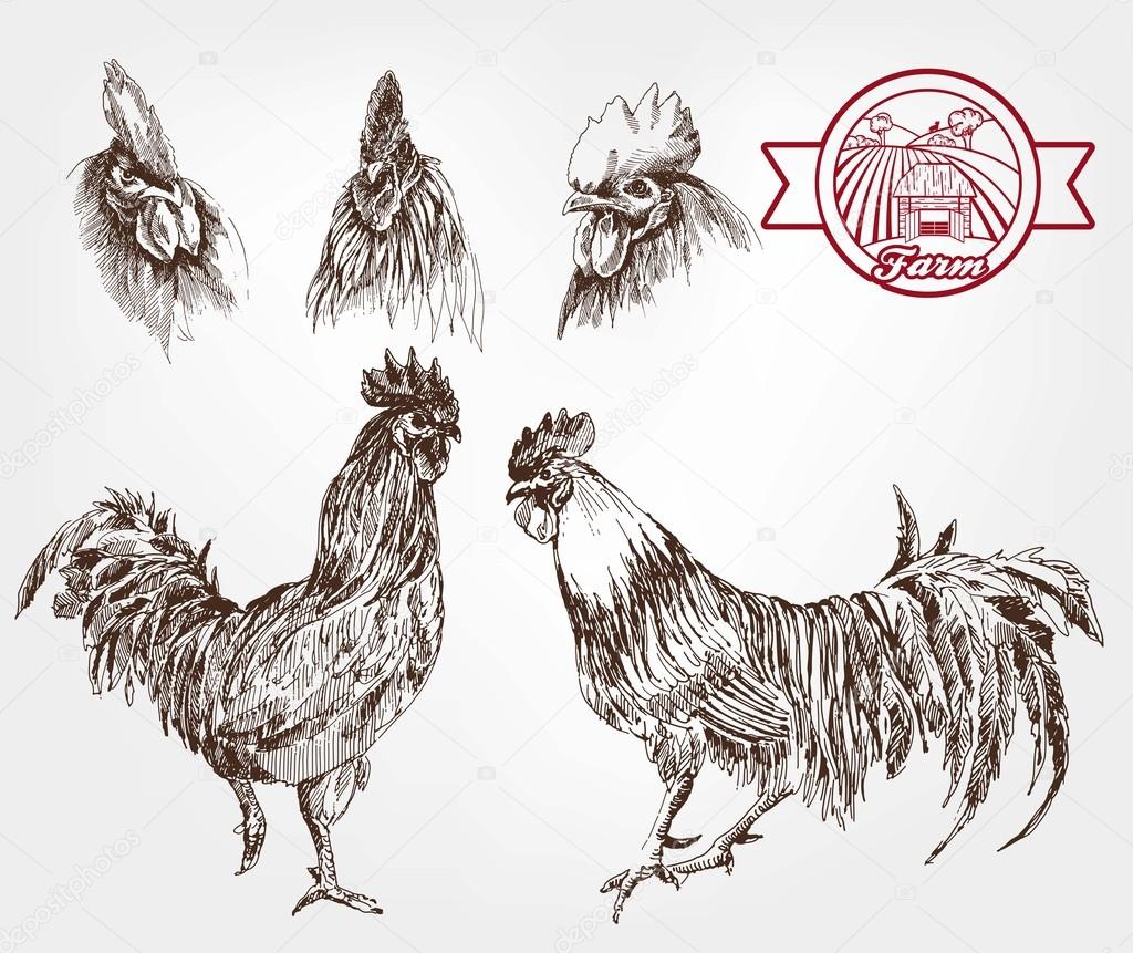 poultry breeding