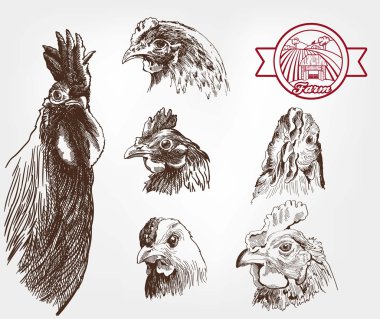 kümes hayvanları yetiştiriciliği