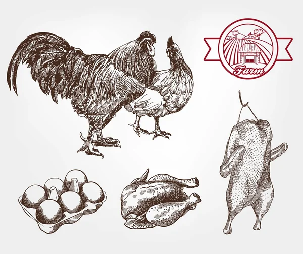 Poultry breeding — Stock Vector