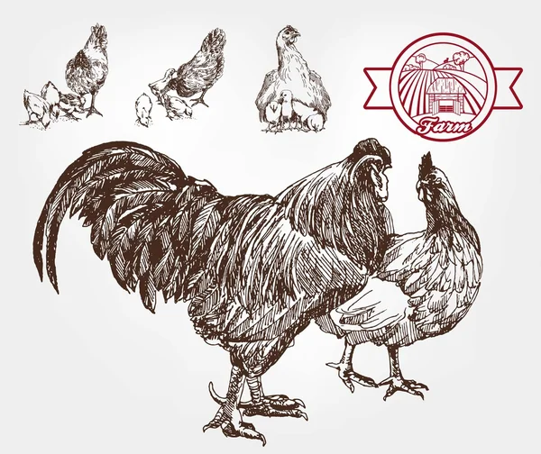 家禽の繁殖 — ストックベクタ