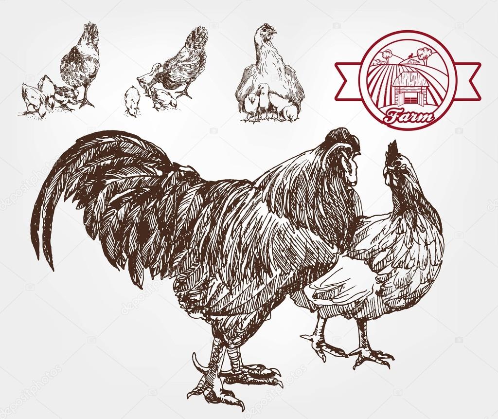 poultry breeding
