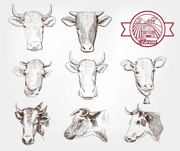 Vacas reproductoras — Vector de stock