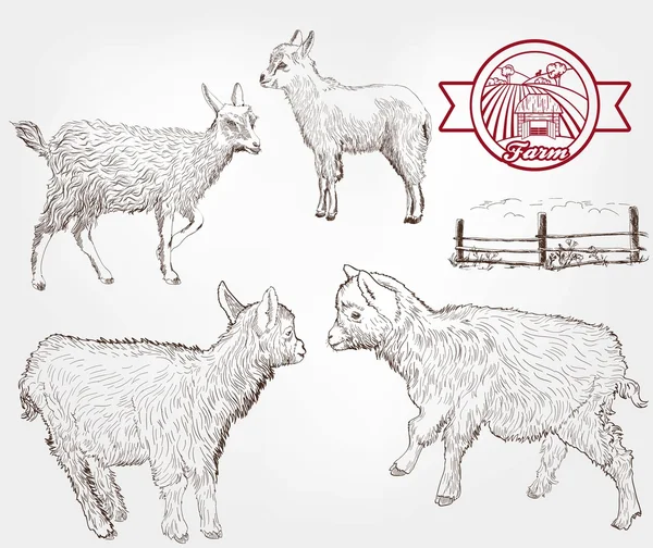 Goat breeding — Stock Vector