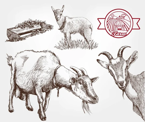 Разведение коз — стоковый вектор