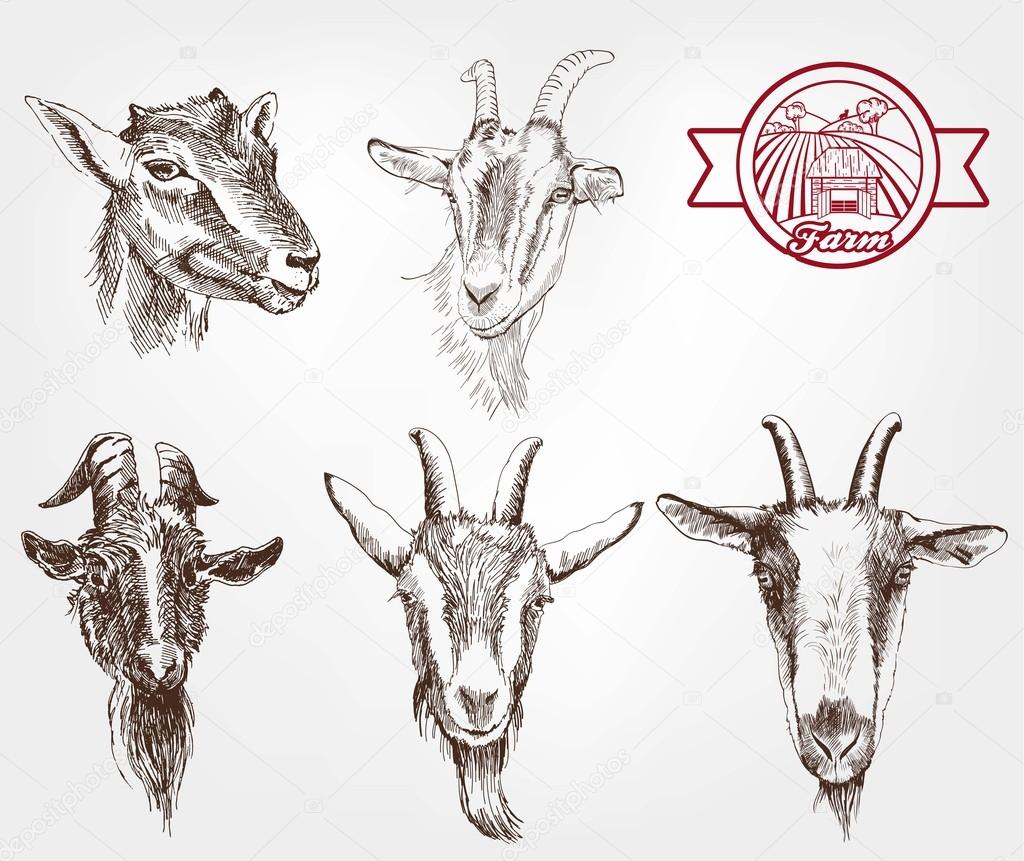 goat breeding