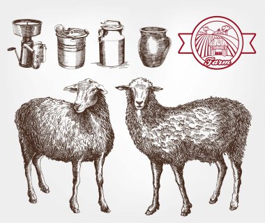 damızlık koyun