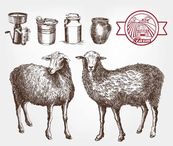 Cría de ovinos — Vector de stock
