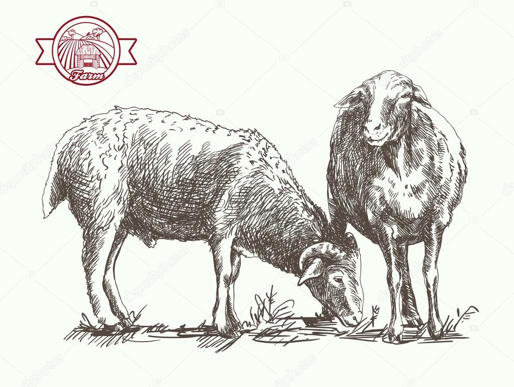 sheep breeding sketch