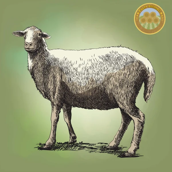 Sheep breeding sketch — Stock Vector