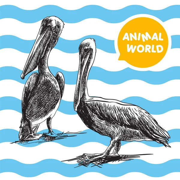 Két pelikán, a fehér-kék háttér — Stock Vector