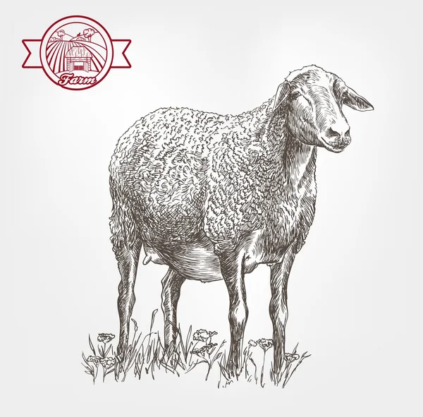 Sheep breeding sketch — Stock Vector