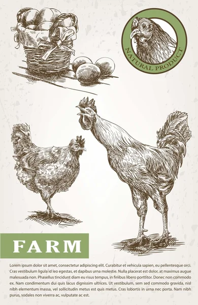 Schizzi di allevamento di pollame — Vettoriale Stock