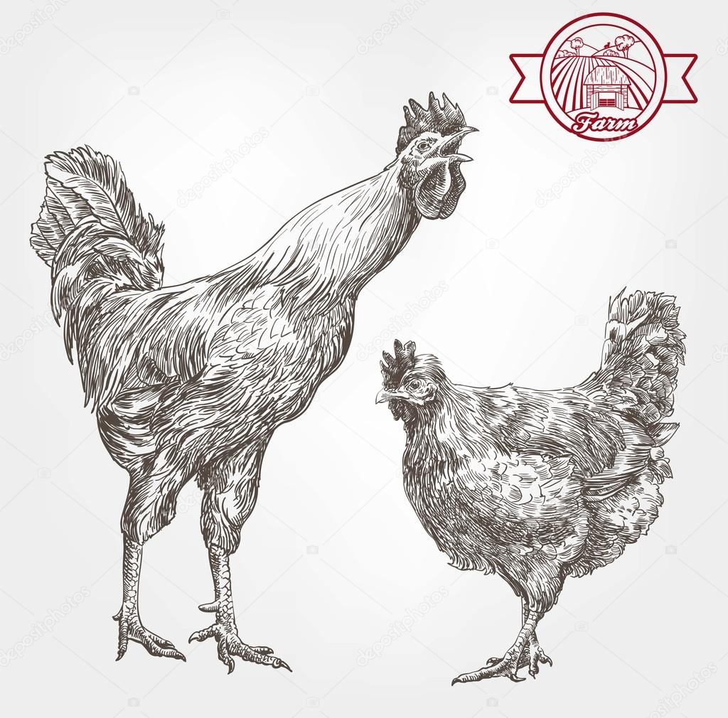 poultry breeding sketches