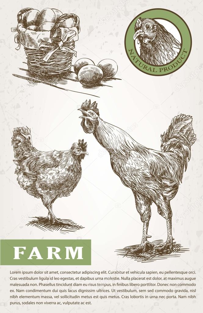 poultry breeding sketches